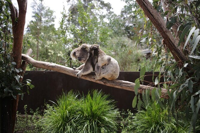 Koala Experience at Healesville Sanctuary - excl. entry - The Sum Up