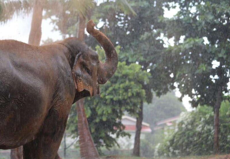 koh-samui-ethical-elephant-sanctuary-tour-with-buffet-lunch