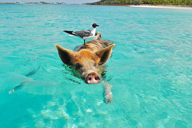 kohsamui.tours - Pig Island Snorkeling Eco Tour by Speed Boat - What Could Be Improved?