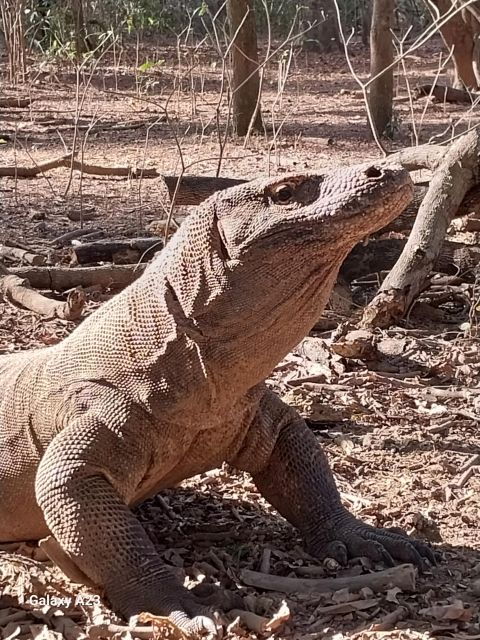komodo-island-tour-2days-1night