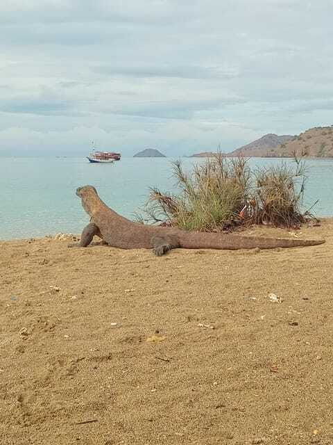 komodo-island-tour-3days-2nights