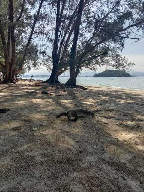 kota-kinabalu-manukan-sapi-islands-snorkeling-with-lunch