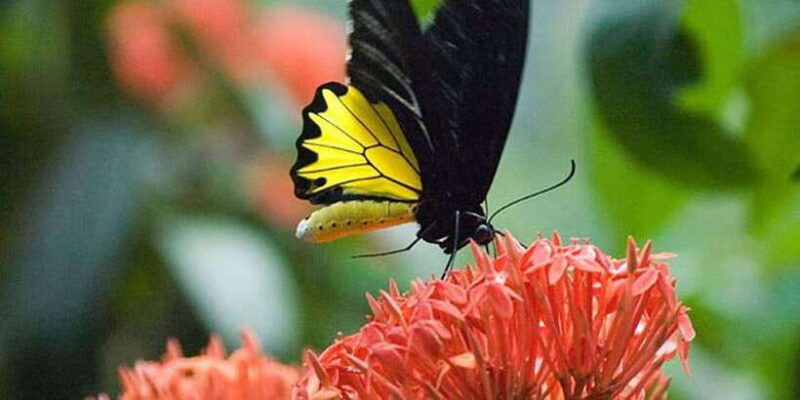 kuala-lumpur-bird-park-butterfly-garden-private-tour