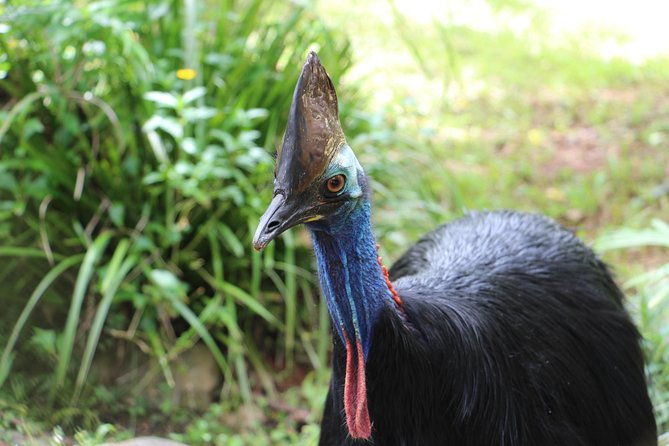 Kuranda Rainforestation Nature Park Ticket (BNP) - Who Will Love This Tour?