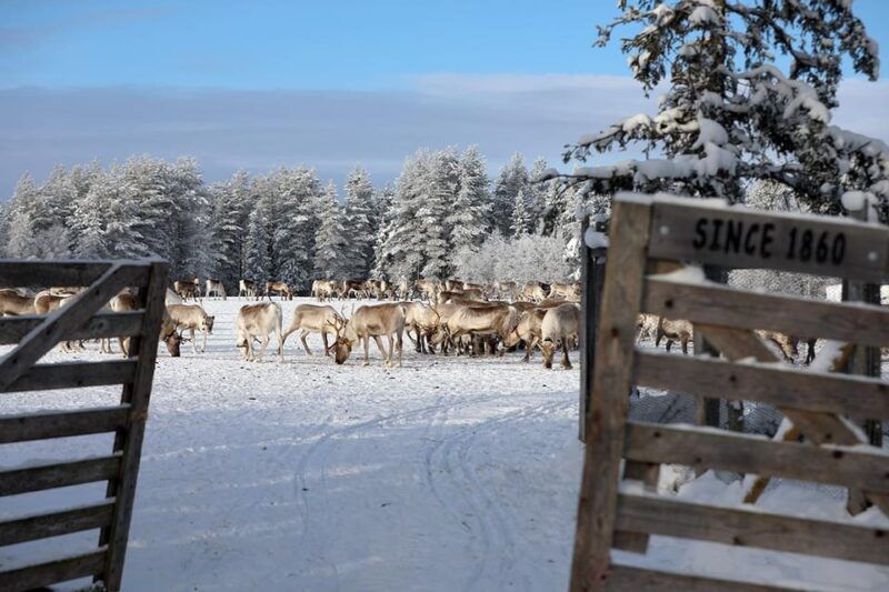 kuusamo-morning-feeding-of-hundreds-of-reindeer