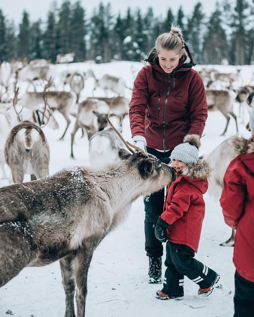 kuusamo-reindeer-farm-visit