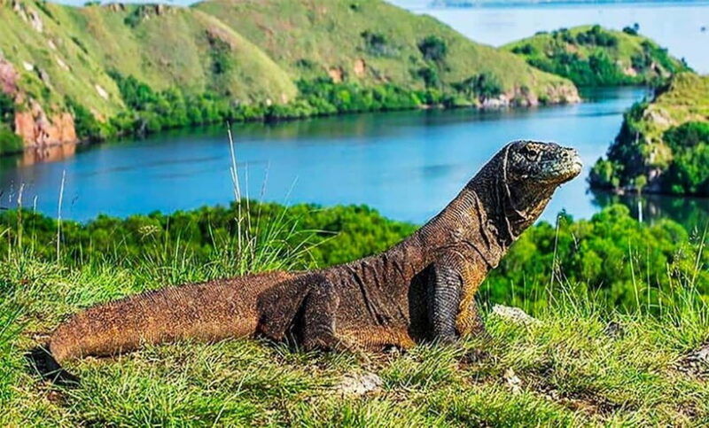 labuan-bajo-komodo-private-day-trip-with-snorkeling