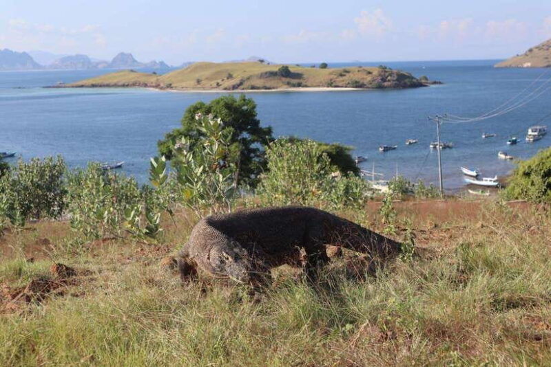 labuan-bajo-one-day-tour-to-explore-komodo-national-park