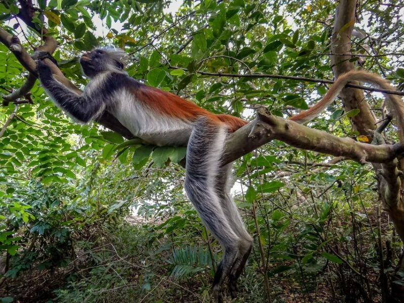 lagoon-tour-to-monkey-island-in-negombo