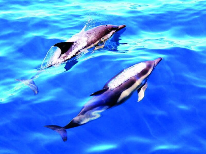 lagos-dolphin-watching-catamaran-cruise