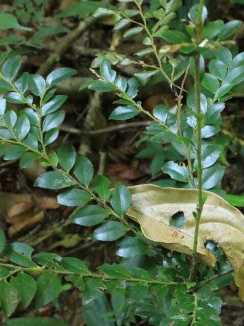 langkawi-morning-rainforest-walking-tour