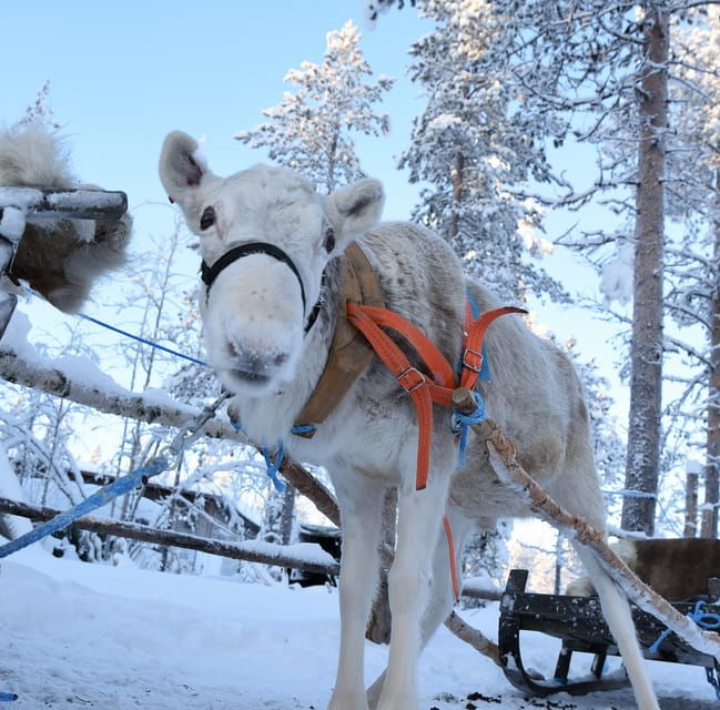 levi-3km-reindeer-sleigh-ride-in-the-forest-at-night
