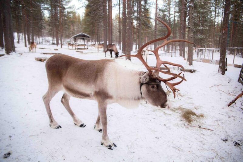 levi-reindeer-farm-e-fatbike-safari