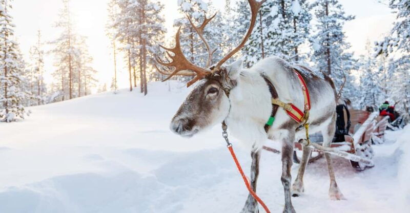 levi-reindeer-farm-visit-sled-ride