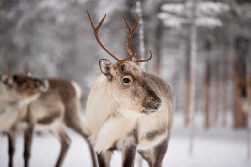 levi-traditional-reindeer-husbandry-experience