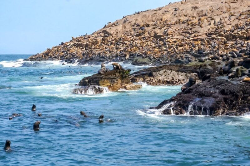 lima-palomino-islands-speedboat-tour-swim-with-sea-lions