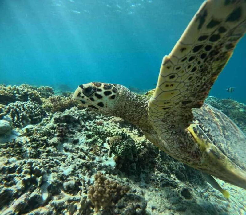 lombok-gili-islands-private-snorkeling-tour