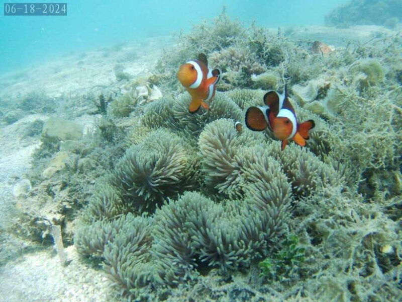 lombok-gili-nanggu-sudak-and-kedis-snorkeling-tour