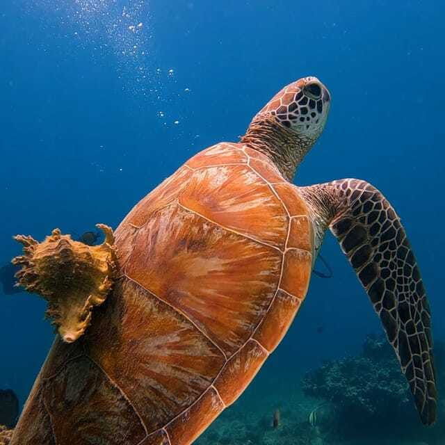 lombok-open-water-diver-course