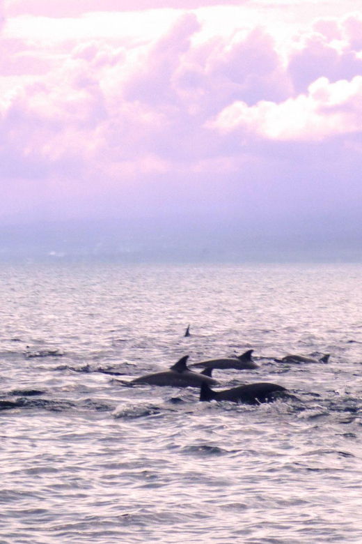 lovina-bali-sunrise-dolphin-watching-swim-and-snorkeling