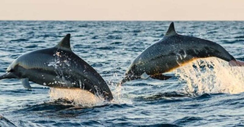 lovina-dolphin-watching-snorkeling-and-swim-with-dolphin