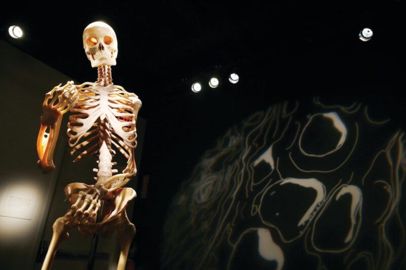 luxor-hotel-bodies-the-exhibition-entry-ticket