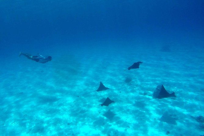 LUXURY Private Catamaran : Full-Day Sail & Polynesian Motu Lunch - FAQ