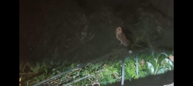 madeira-barn-owl-watching