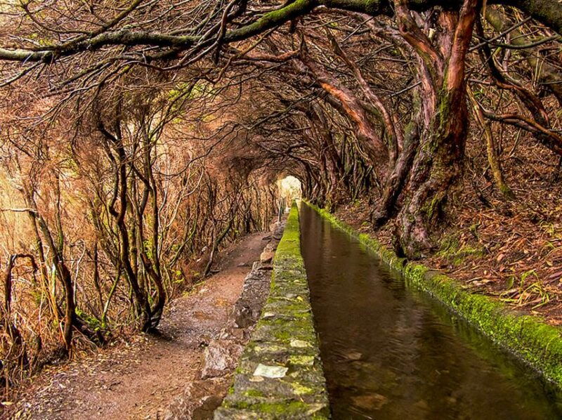 madeira-enjoy-a-guided-levada-walk-in-the-rabacal-valley