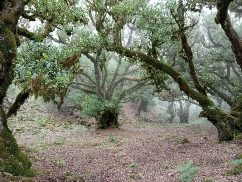 madeira-fanal-forest-guided-hiking-tour