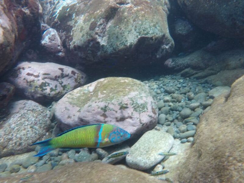 madeira-garajau-nature-reserve-kayak-and-snorkel-tour