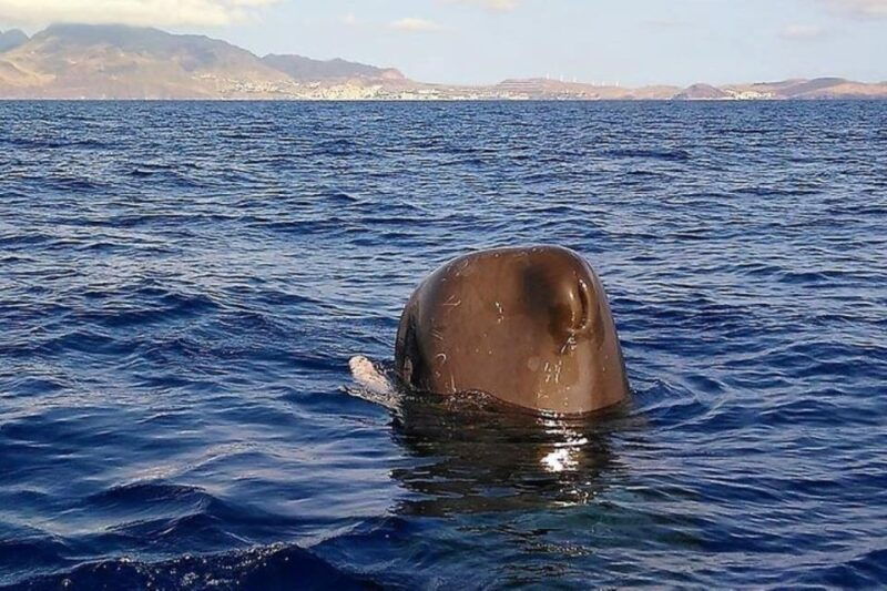 madeira-guaranteed-whales-or-dolphins-watching-tour
