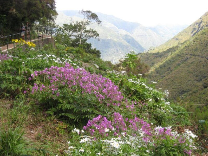 madeira-guided-full-day-rabacal-walk