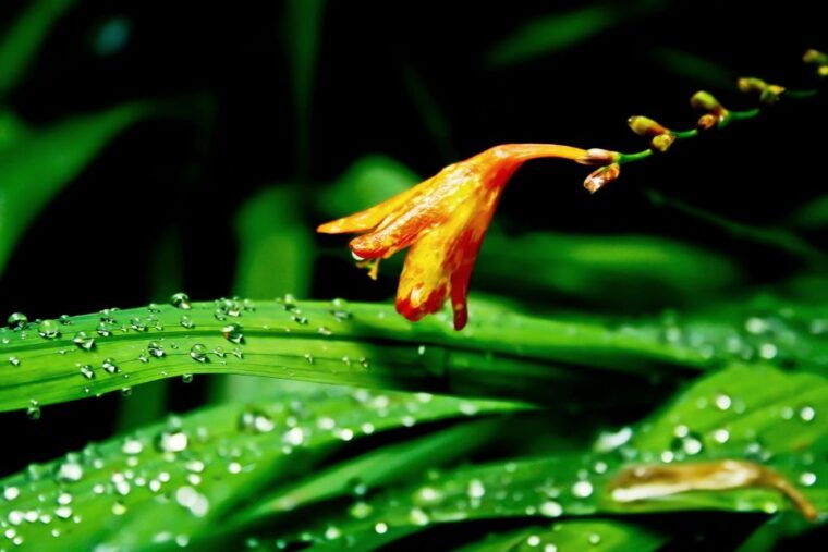 madeira-island-caldeirao-verde-levada-walk