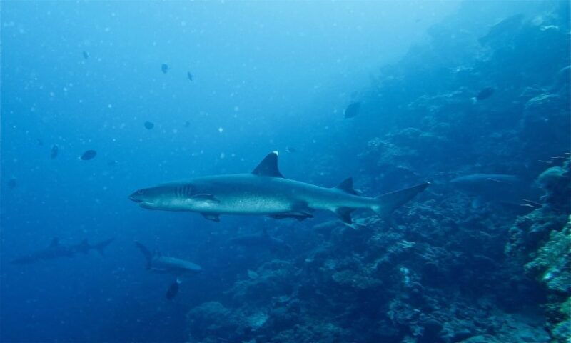 malapascua-advance-divers-shark-dive-optional-transfer