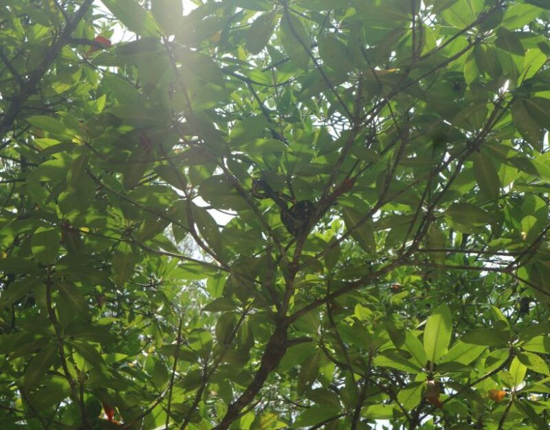 mangrove-day-tour-bintan