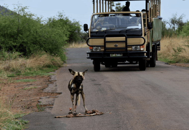 manyane-6hgame-drive-with-lunch