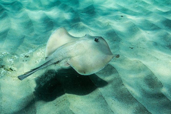 Marine Discovery + Snorkeling Cruise - Port Stephens - Who Should Do This Tour?