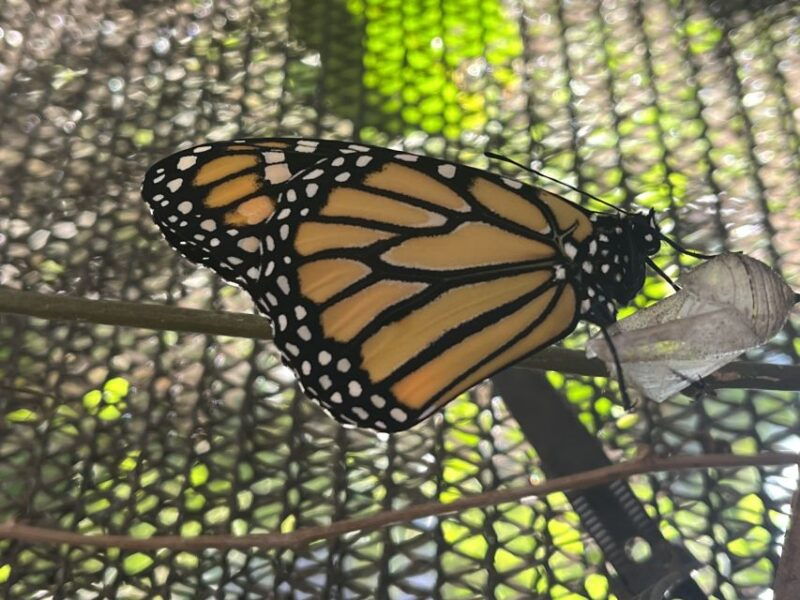 maui-interactive-butterfly-farm-entrance-ticket