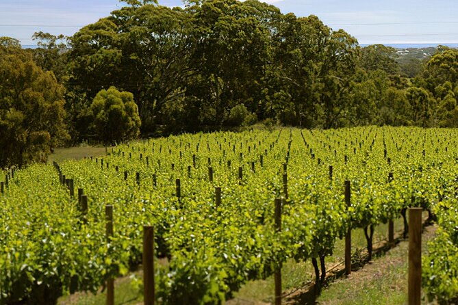 McLaren Vale & Historic Hahndorf Wine Tour - Final Thoughts