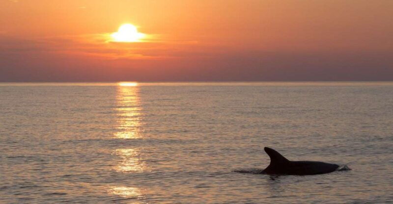 medulin-3-hour-sunset-dolphin-spotting-tour-with-dinner