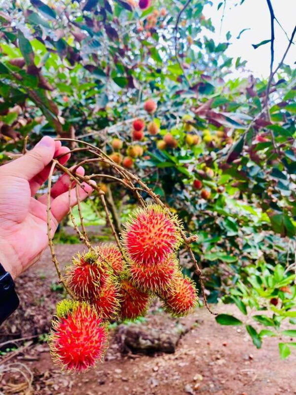 mekong-delta-2-days-tour-explore-cai-rang-floating-market