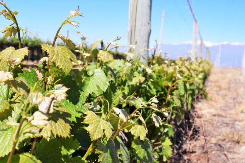 mendoza-half-day-wine-tour-with-tastings