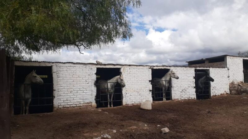 mendoza-horseback-riding-in-the-andes-with-authentic-bbq