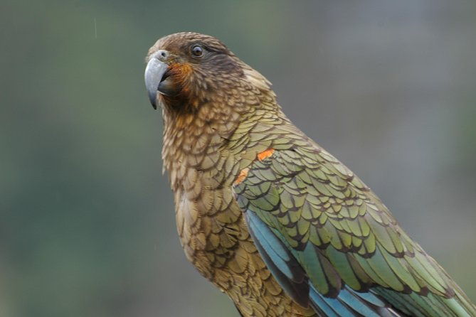 Milford Sound Discovery Tour - Who Will Enjoy This Tour?