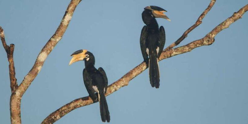 minneriya-jeep-safari-from-trincomalee