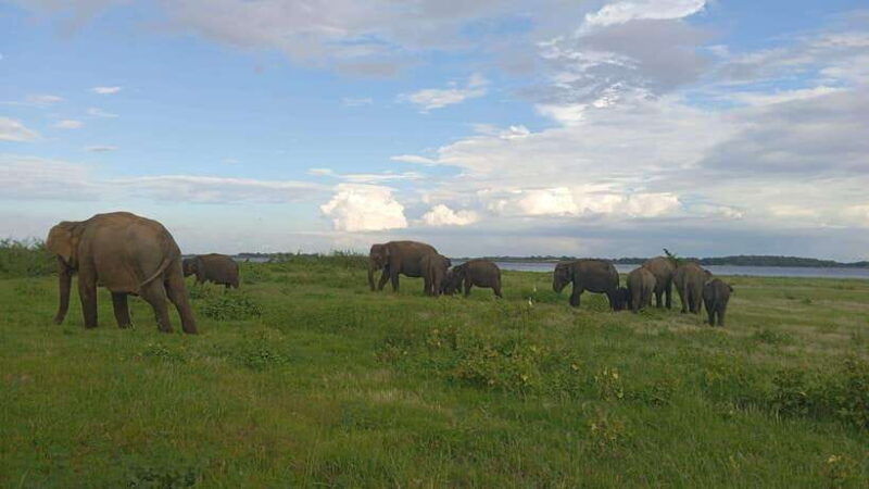 minneriya-minneriya-national-park-private-jeep-safari