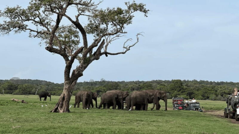 minneriya-national-park-half-day-evening-jeep-safari