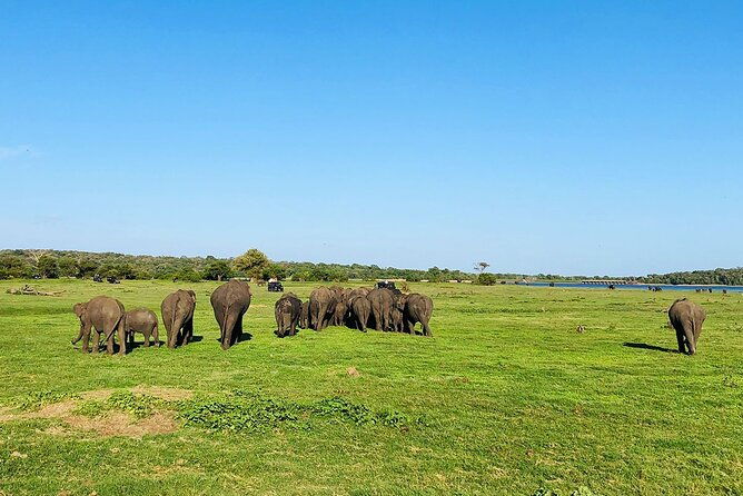 Minneriya National park half day private safari in Sri Lanka - FAQ