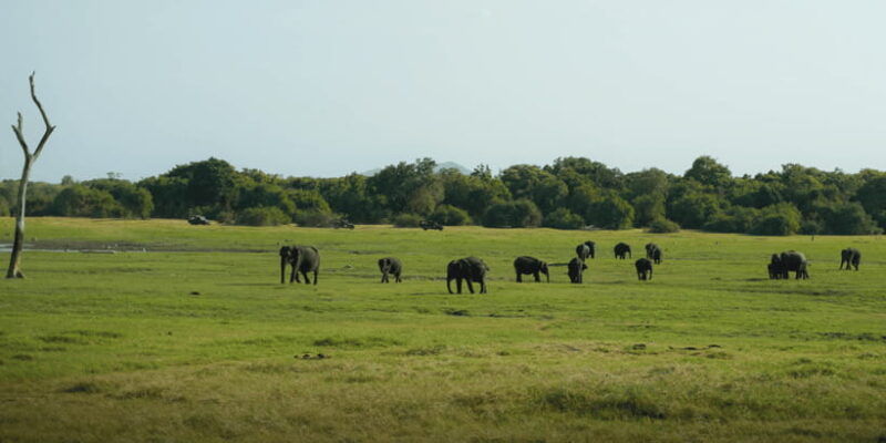 minneriya-national-park-half-day-sri-lanka-jeep-safari